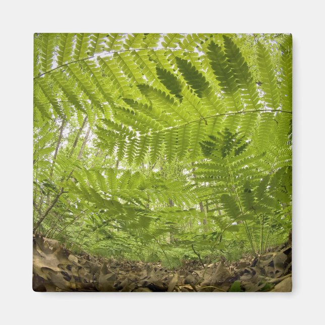 Imán EE.UU., Innesota, North Shore Lake Superior, (Frente)