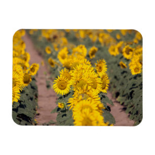 Imán EE. UU., Kansas. Girasoles (Helianthus Annuus)