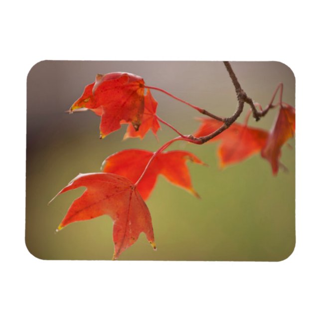 Imán EE. UU., Kansas, Hojas Rojas a Principios de Otoño (Horizontal)