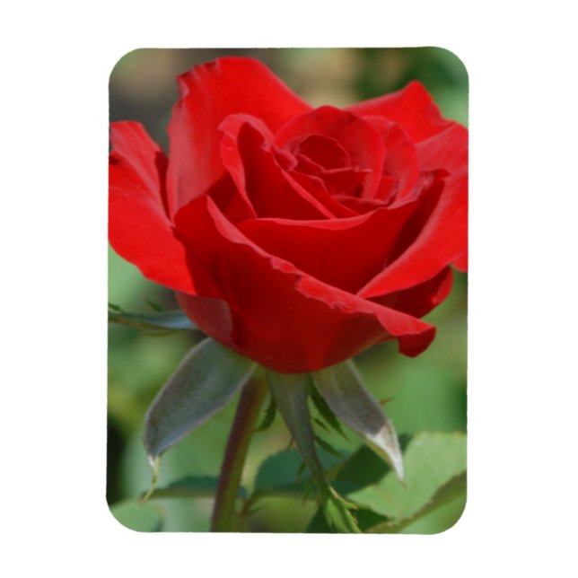 Imán EE. UU., Kansas, Rosa Roja (Vertical)