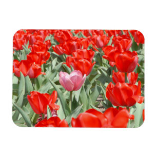 Imán EE. UU., Kansas, Tulipanes rojos con un tulipán ro