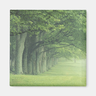 Imán EE. UU., Kentucky. Fila de árboles en primavera