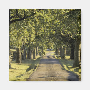 Imán EE.UU., Kentucky, Lexington. Carretera arbolada,