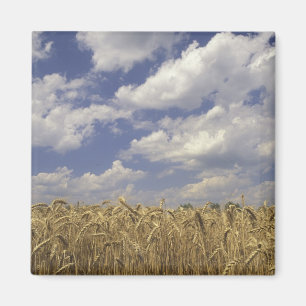 Imán EE.UU., Kentucky, Louisville. Cultivos de trigo y