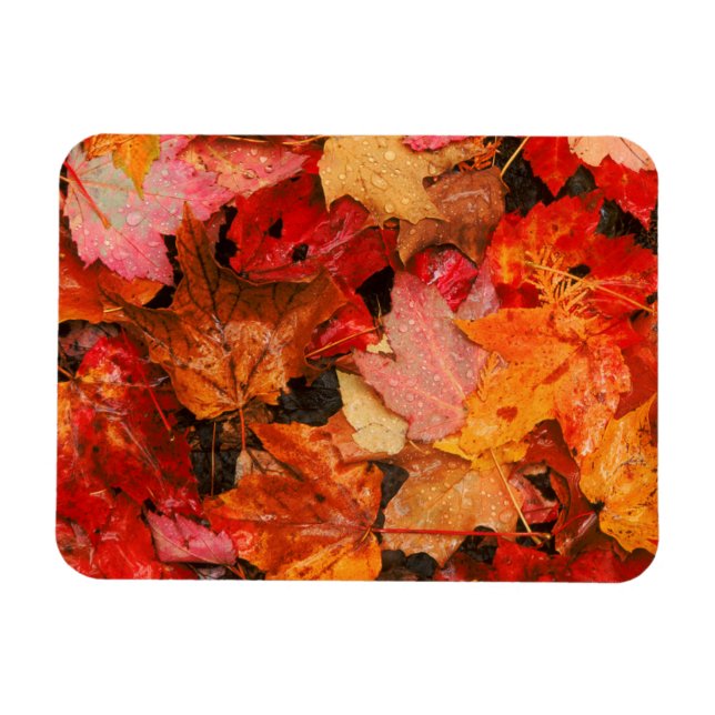 Imán EE. UU., Maine. Hojas de arce de otoño (Horizontal)
