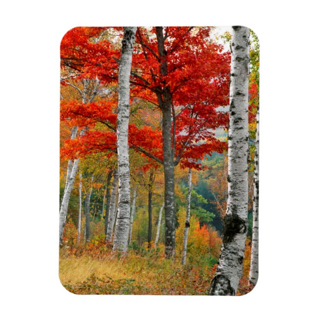 Imán EE. UU., Maine, lago Wyman. Bosque de abedules (Vertical)