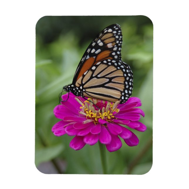 Imán EE.UU., Massachusetts, Boylston, Tower Hill (Vertical)