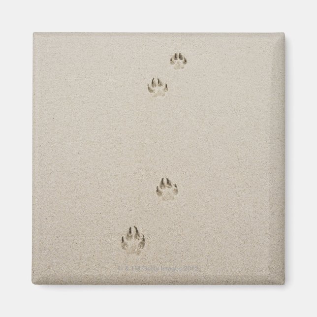 Imán EE.UU., Massachusetts, pista de perros sobre la ar (Frente)