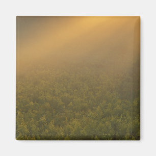 Imán EE.UU., Michigan, pradera de plantas de oro