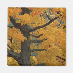 Imán EE. UU., Michigan, Primer plano del árbol de arce