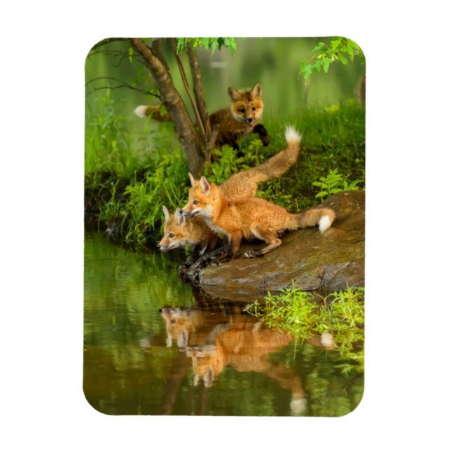 Imán EE. UU., Minnesota, Sandstone, Fauna de Minnesota (Vertical)
