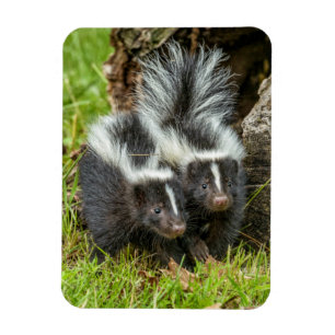 Imán EE. UU., Minnesota, Sandstone, Fauna de Minnesota