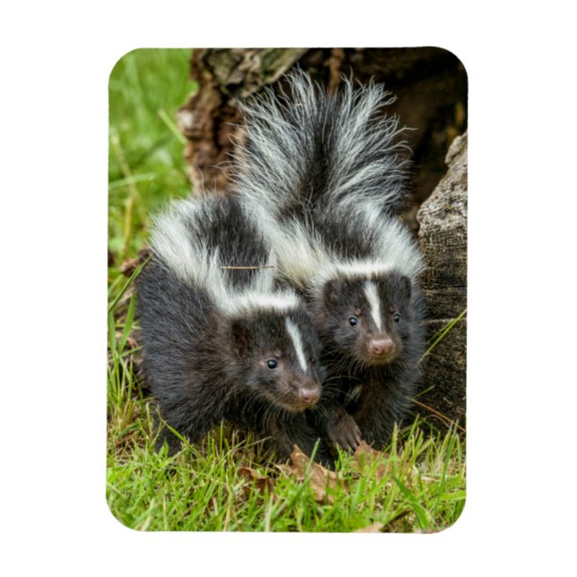 Imán EE. UU., Minnesota, Sandstone, Fauna de Minnesota (Vertical)