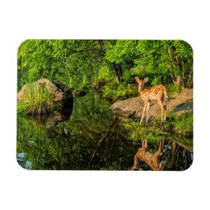 Imán EE. UU., Minnesota, Sandstone, Fauna de Minnesota