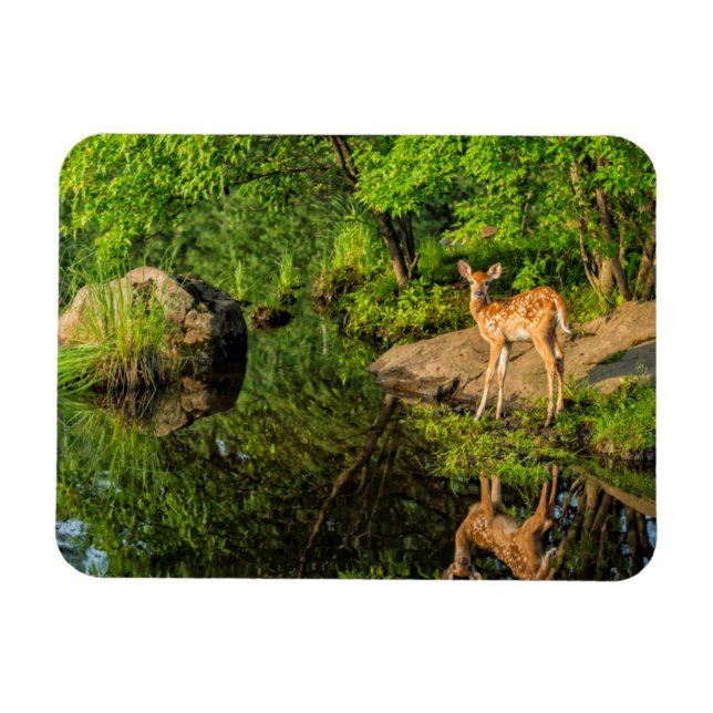 Imán EE. UU., Minnesota, Sandstone, Fauna de Minnesota (Horizontal)