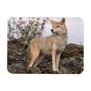 Imán EE. UU., Montana, Kalispell. Coyote en Triple D