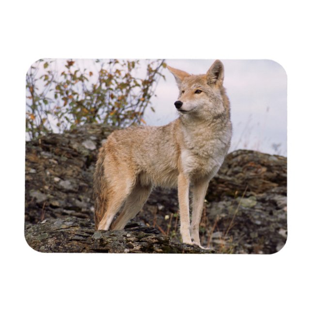Imán EE. UU., Montana, Kalispell. Coyote en Triple D (Horizontal)
