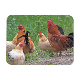 Imán EE. UU., Nebraska. Gallinas