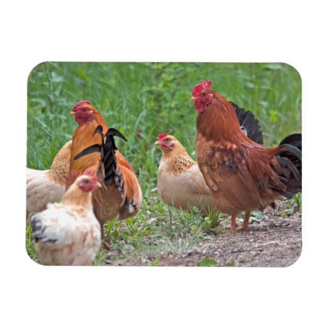 Imán EE. UU., Nebraska. Gallinas (Horizontal)