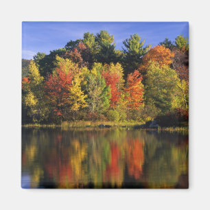 Imán EE.UU., New Hampshire, Moultonborough. Árboles en