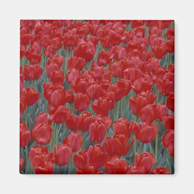 Imán EE. UU., Ohio, Cincinnati. Lecho de tulipanes rojo (Frente)