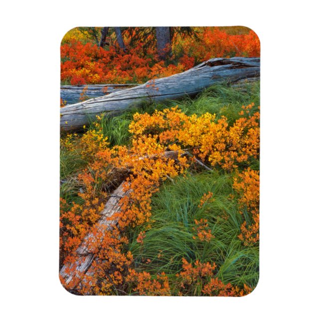 Imán EE. UU., Oregón, Bosque Nacional Willamette (Vertical)