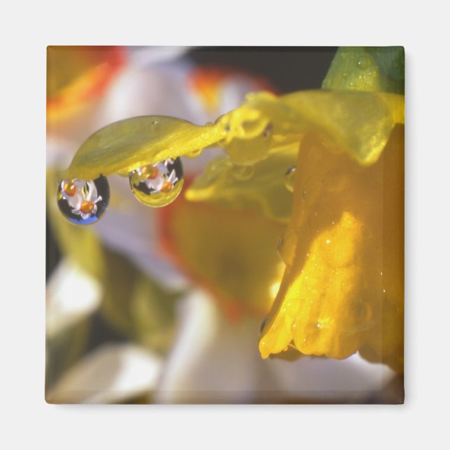 Imán EE.UU., Oregón, condado de Multnomah, clausura de (Frente)