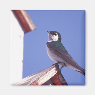 Imán EE. UU., Oregón. Golondrina Verde-Violeta Tachycin