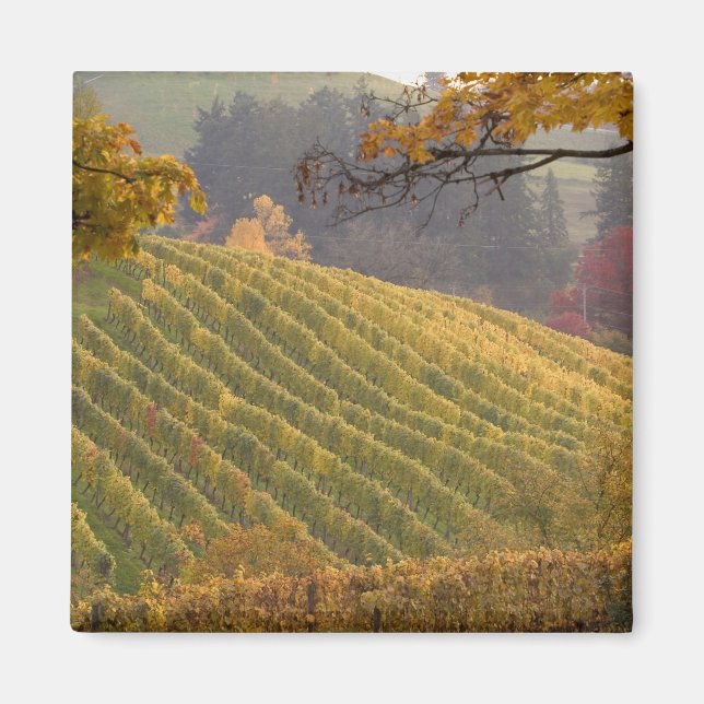 Imán EE. UU., Oregón, Newberg. Viñedo en otoño. (Frente)
