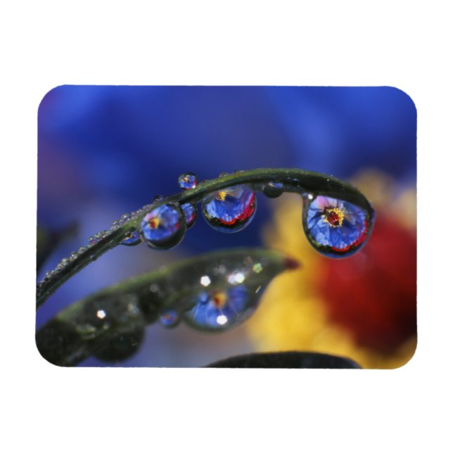 Imán EE.UU., Oregón, Portland, Cierre de ladybird (Horizontal)