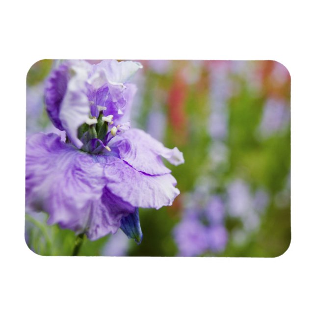 Imán EE. UU., Oregón, Valle de Willamette, Larkspur Clo (Horizontal)
