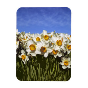 Imán EE. UU., Oregón, Valle de Willamette. Los narcisos