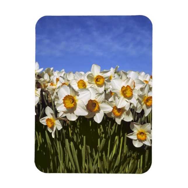 Imán EE. UU., Oregón, Valle de Willamette. Los narcisos (Vertical)
