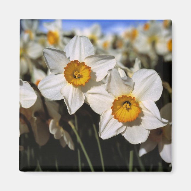 Imán EE. UU., Oregón, Valle de Willamette. Narcisos (Frente)