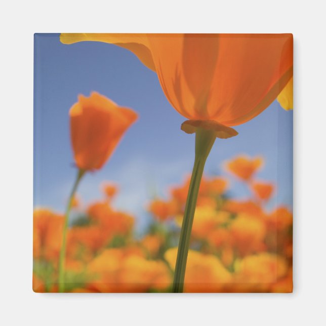 Imán EE.UU., Oregón, Willamette Valley, cerca de (Frente)