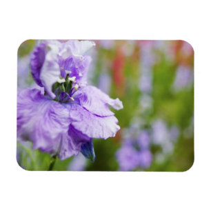 Imán EE.UU., Oregón, Willamette Valley, Larkspur Close