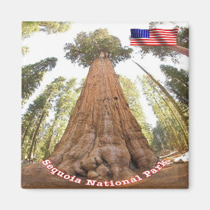 Imán EE.UU. Parque Nacional Sequoia - General Sherman
