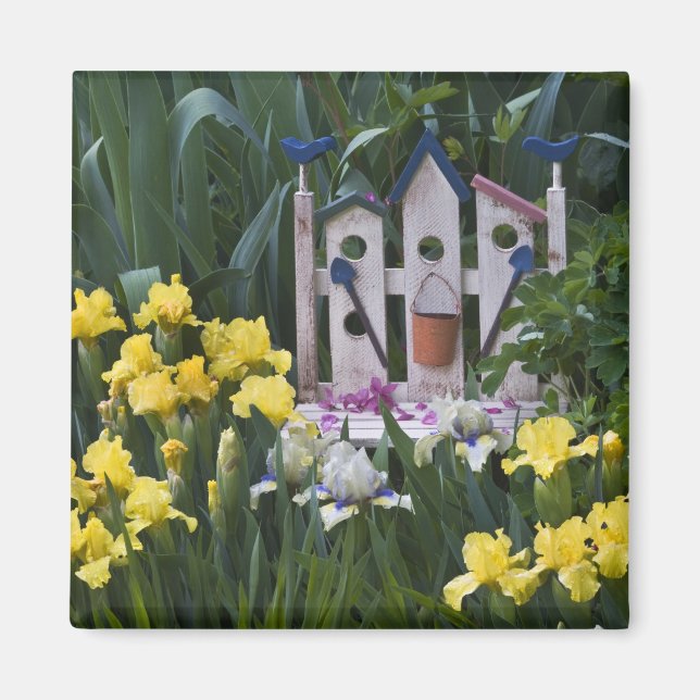 Imán EE.UU., Pennsylvania. Los iris de jardín crecen al (Frente)