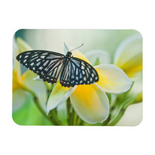 Imán EE. UU., Pensilvania. Mariposa cola de golondrina