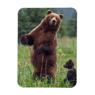 Imán EE. UU., sureste de Alaska, oso pardo y cachorro