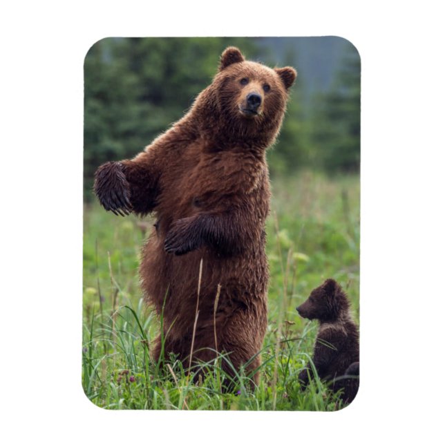 Imán EE. UU., sureste de Alaska, oso pardo y cachorro (Vertical)