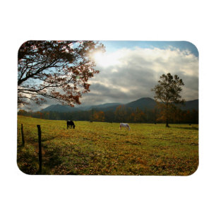 Imán EE. UU., Tennessee. Caballos en el valle de Cades 