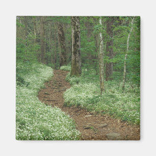 Imán EE. UU., Tennessee, Great Smoky Mountains NP, 3