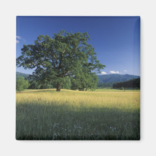 Imán EE.UU., Tennessee. Montañas Gran Smokey 3