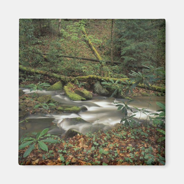 Imán EE.UU., Tennessee. Río Nacional Big South Fork (Frente)