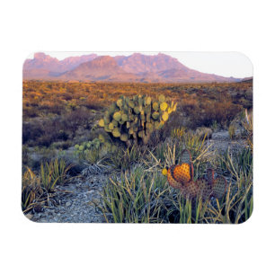 Imán EE. UU., Texas, Big Bend NP. Un anochecer arenoso 