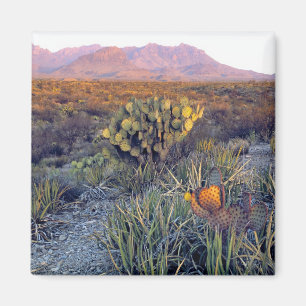 Imán EE. UU., Texas, Big Bend NP. Un anochecer arenoso 