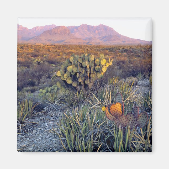 Imán EE. UU., Texas, Big Bend NP. Un anochecer arenoso  (Frente)