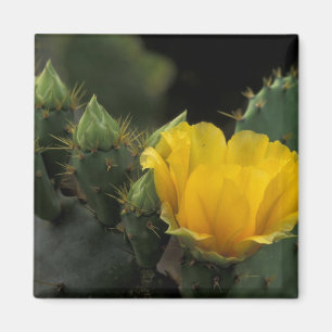 Imán EE. UU., Texas, Cactus de pera espinosa en flor.