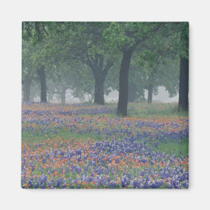 Imán EE. UU., Texas, Campo expansivo de Texas Hill Coun